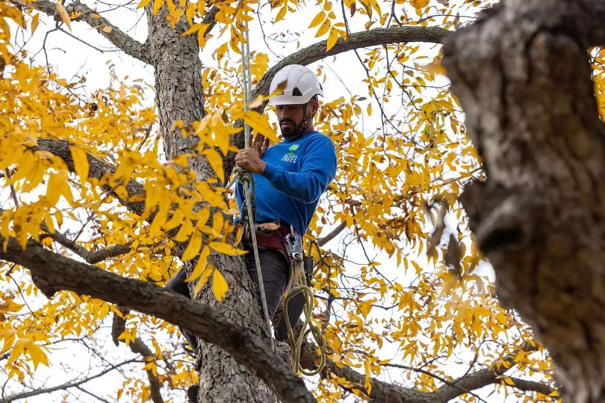 Skilled Tree Planing crew working in Elgin